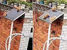 Котята «устроили квест» на солнечной батарее и шокировали Сеть: видео