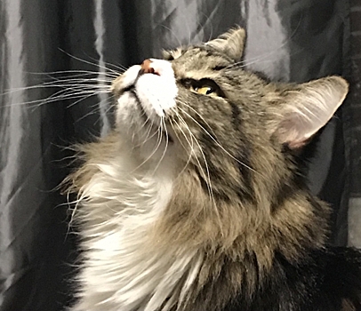 Как мейн-кун Кеша выдавал хозяйку замуж: «Меня обмануть легко, а вот кота – невозможно»