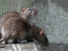 Самую большую в стране крысу поймали в Великобритании