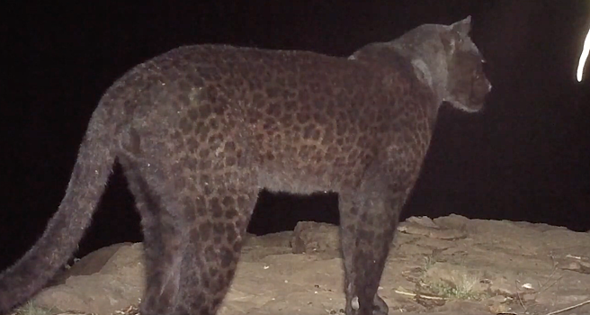 Редкого черного леопарда сняли на видео