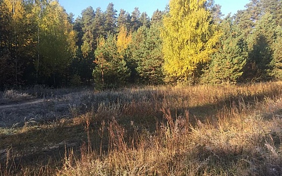 В Рязанской области в ночь на 19 октября похолодает до -2°С