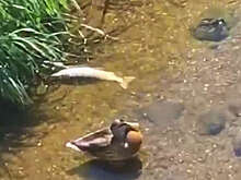 В Подмосковье из-за аномальной жары в реке погибла рыба