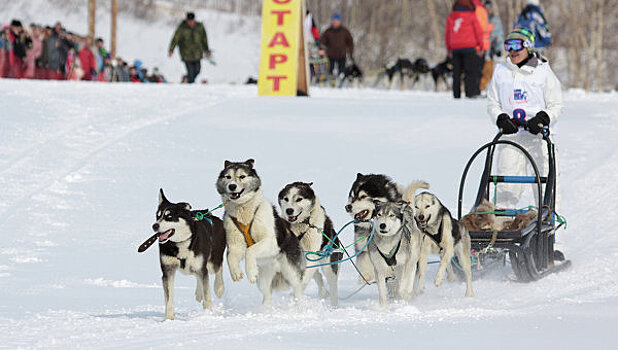 Нижегородские гонки на собачьих упряжках посетили 10 тыс. человек