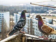 Охотники, которые не стреляют