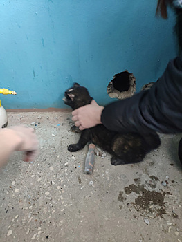 Нижегородец спас провалившуюся в вентиляционную шахту кошку