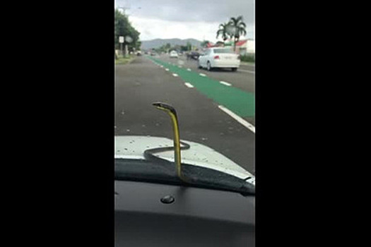 Змея заперла австралийку в машине