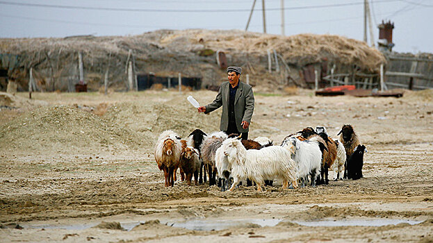 Трейлеры для фермеров: узбекское животноводство становится комфортным