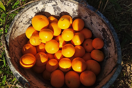 Эксперт рассказала, стоит ли ждать подорожания мандаринов к Новому году