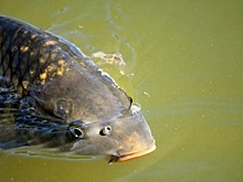 Власти Кизильского района попали под уголовную статью после жалобы предпринимателя в Генпрокуратуру