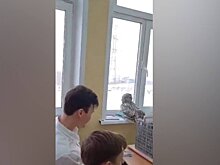 Сова залетела в класс в школе Красноярска