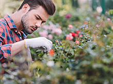 New Phytologist: цветы эволюционируют в сторону самоопыления