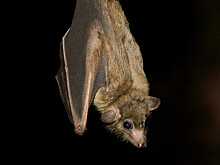 Детеныши египетской летучей собаки родились в Московском зоопарке