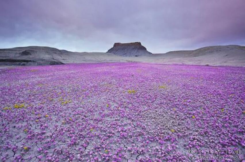 Это может показаться удивительным, но перед вами фотографии пустыни. В американском национальном парке Анза-Боррего раз в году высохшие пустоши покрываются миллионами цветов.