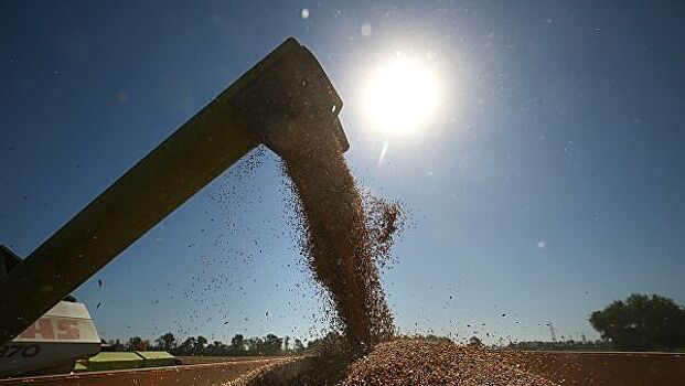 Эксперты пересматривают прогнозы урожая пшеницы с учетом засухи в Сибири