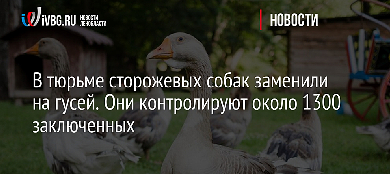 В тюрьме сторожевых собак заменили на гусей. Они контролируют около 1300 заключенных
