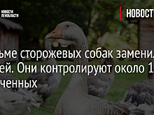 В тюрьме сторожевых собак заменили на гусей. Они контролируют около 1300 заключенных