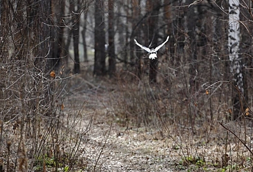 В шести районах Омской области установлен третий класс пожарной опасности