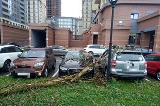 В Петербурге на Audi упало дерево