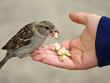 Юрист Айвар: штрафы за кормление птиц могут достигать 250 тысяч рублей