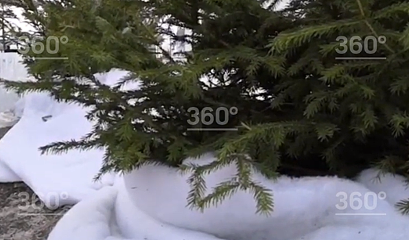 Искусственный снег на деревьях Красноярска поможет в мороз, сообщили в СФУ