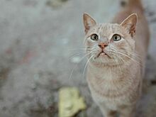 В Ростовской области могут построить новые приюты для бездомных животных