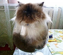 Наталья Устинова: &ldquo;Моя кошка доказала, что вся их порода – жидкость&rdquo;