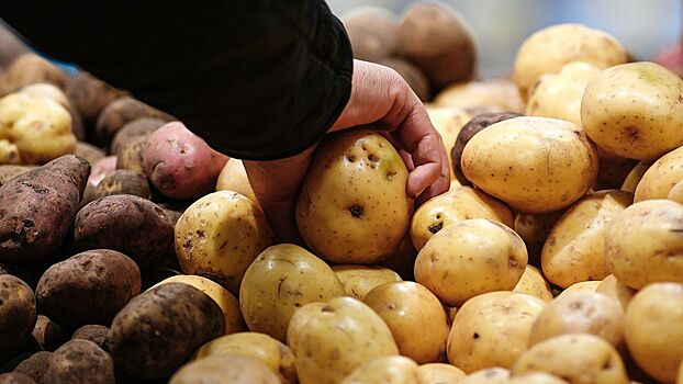 Вести с полей: все, что вы хотели знать о картошке, но стеснялись спросить