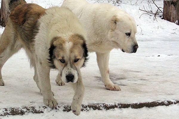 Стоковые фотографии по запросу Алабай