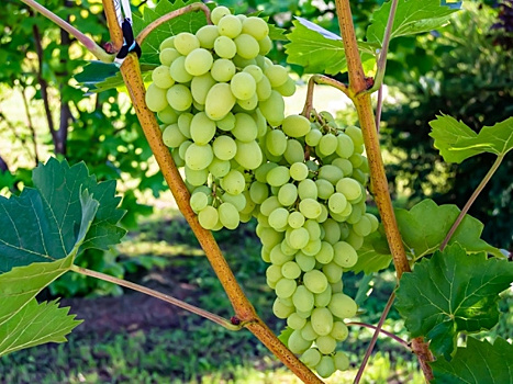 Как и чем укрывать виноград: садоводы делятся проверенными способами