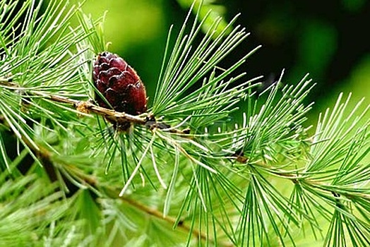 Около 2 тыс саженцев лиственницы планируется получить из семян Ивантеевского лесопитомника