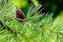 Около 2 тыс саженцев лиственницы планируется получить из семян Ивантеевского лесопитомника