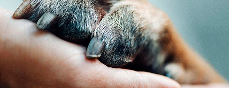 Вышел трейлер документального сериала «Собаки»