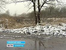 Неподалеку от Гурьевска на обочине дороги нашли полтора десятка умерщвленных телят