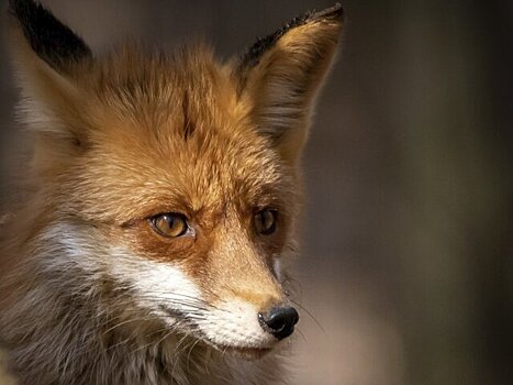 Эксперт Бурмистров попросил не бегать за лисами при виде животных в Москве