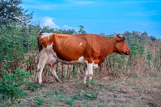 Пострадавшим от засухи районам Краснодарского края увеличат меры поддержки