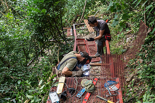 Туристическую тропу в Тисо-самшитовой роще в Сочи сделают еще безопаснее