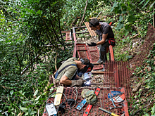 Туристическую тропу в Тисо-самшитовой роще в Сочи сделают еще безопаснее