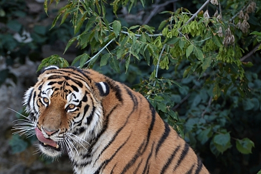 В Приморье отмечают увеличение численности амурских тигров и леопардов