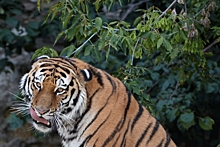 В Приморье отмечают увеличение численности амурских тигров и леопардов