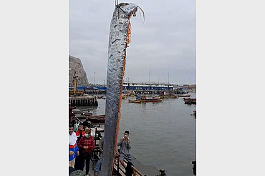 Пойманный рыбаками огромный сельдяной король попал на видео