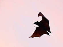 "Здесь много вампиров": Маск пошутил о возрасте получающих пособия граждан США