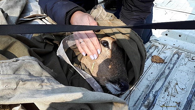 Хабаровчане отбили у стаи псов заплывшую в город косулю