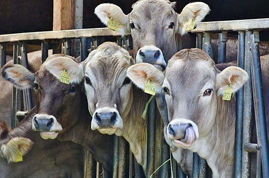 Не сообщил властям о ящуре у коровы — заплати штраф