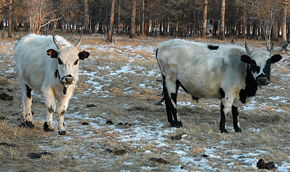 Минсельхоз планирует довести популяцию якутских коров с 600 голов до тысячи