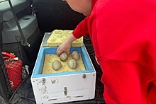 Зоопарк Удмуртии отправил в Приамурье яйца японских журавлей