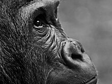 Вспышка оспы обезьян будет самой большой в истории - доктор Еделев