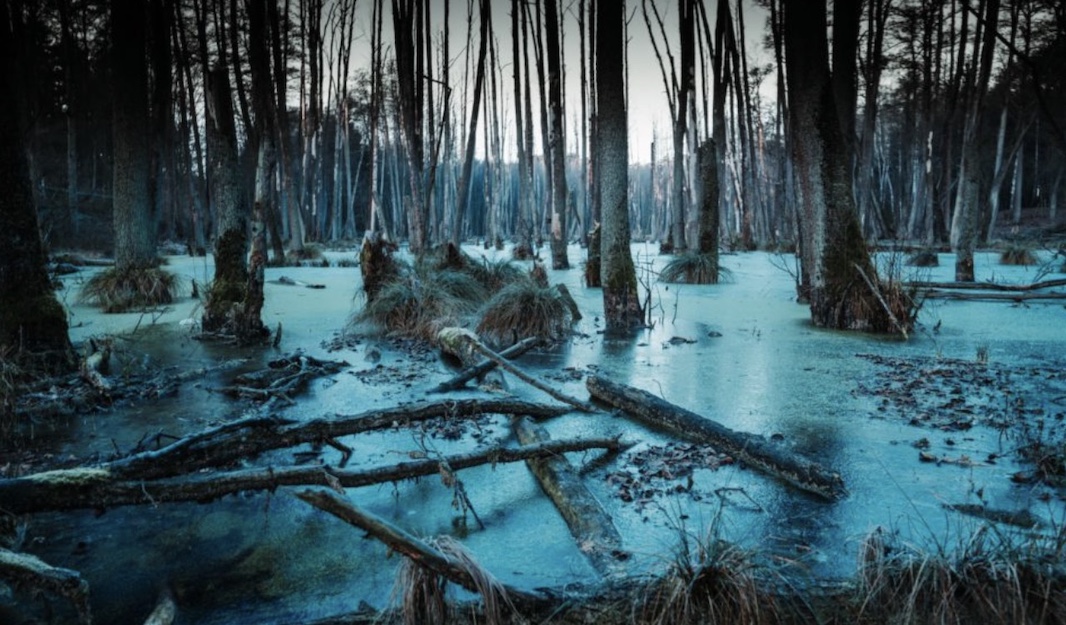 Спасти болота. Чем грозит планете осушение болот и как его остановить