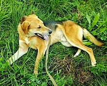Чистка зубов у собак: необходимость или причуда