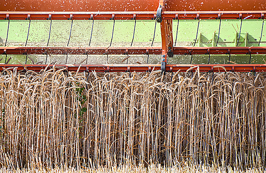 Фермеры жалуются, что засуха погубила часть урожая зерновых, бобовых и масличных культур