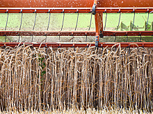 Фермеры жалуются, что засуха погубила часть урожая зерновых, бобовых и масличных культур